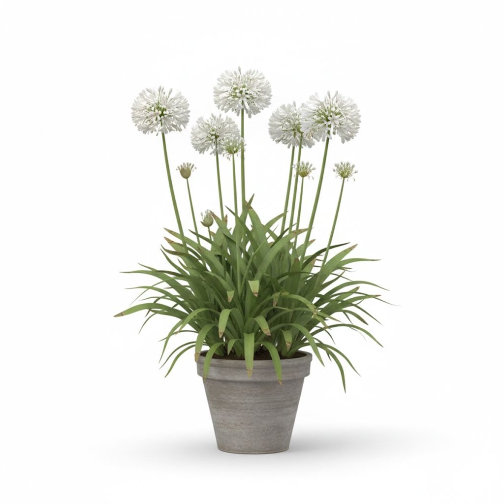 Agapanthe blanche