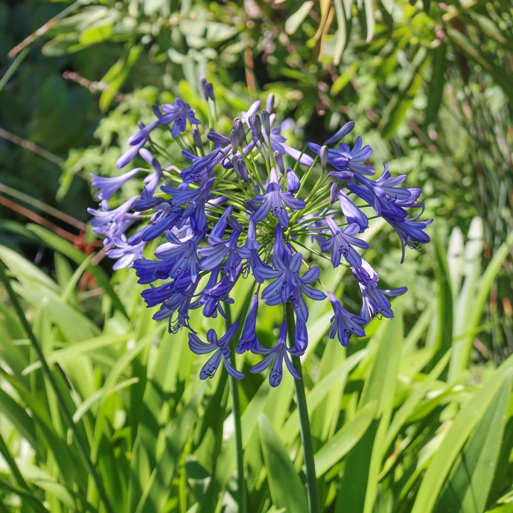 Agapanthe bleue