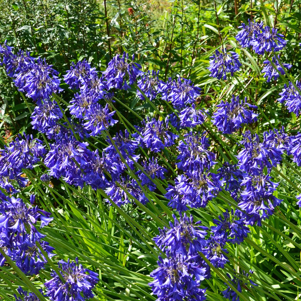 Agapanthe bleue