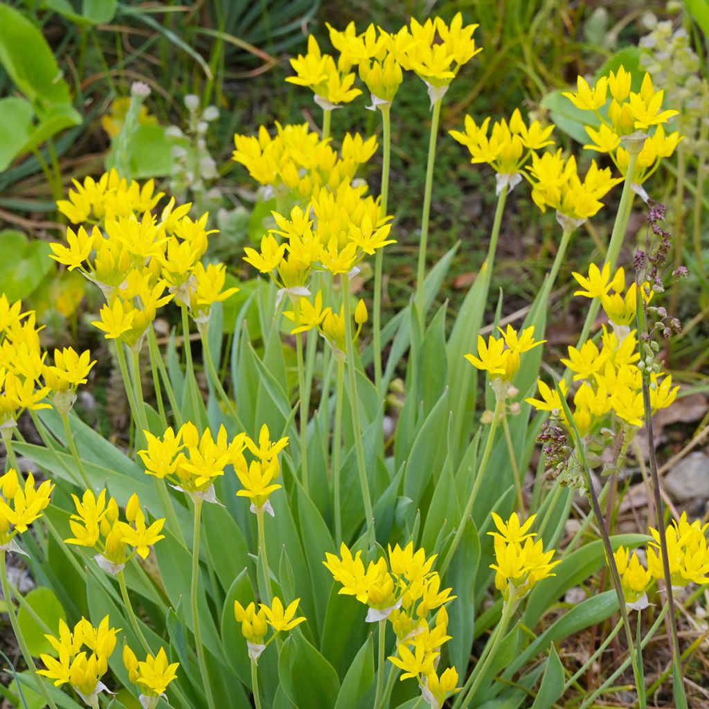 Allium doré