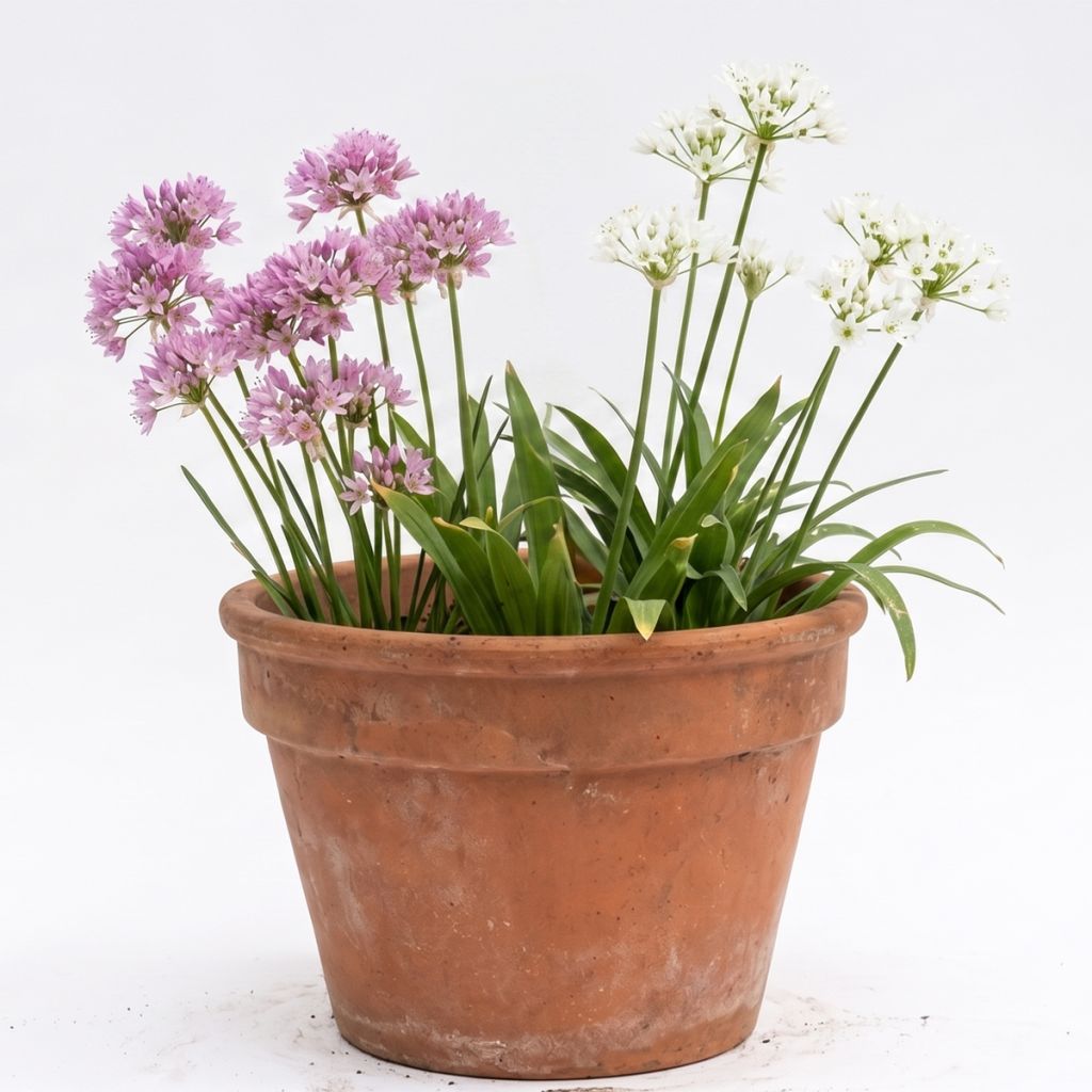 Allium à petites fleurs en mélange