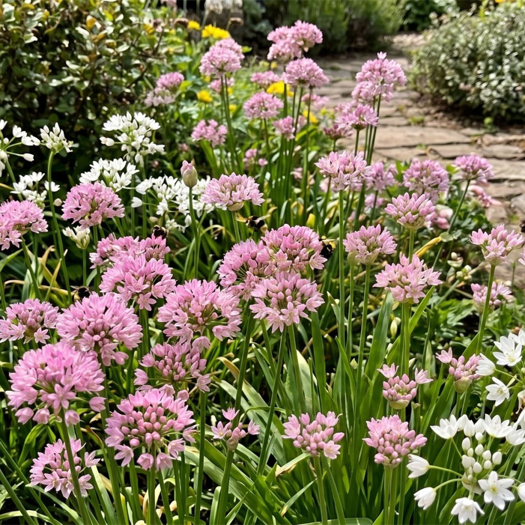 Allium à petites fleurs en mélange