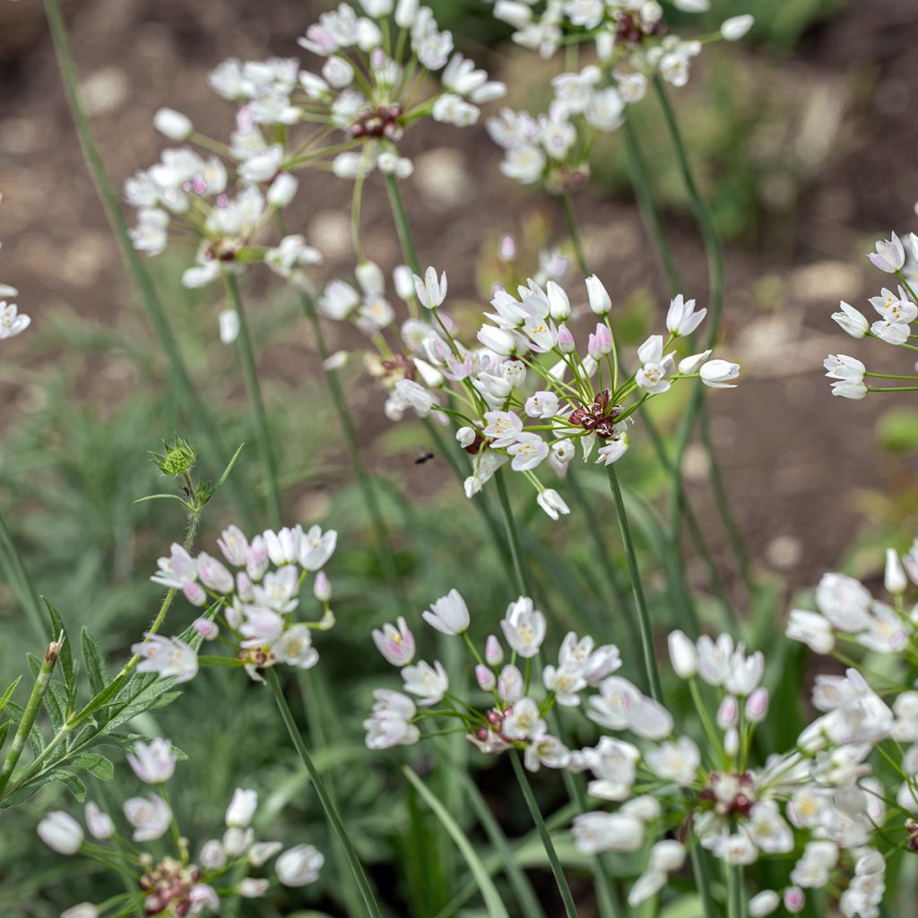Allium rose