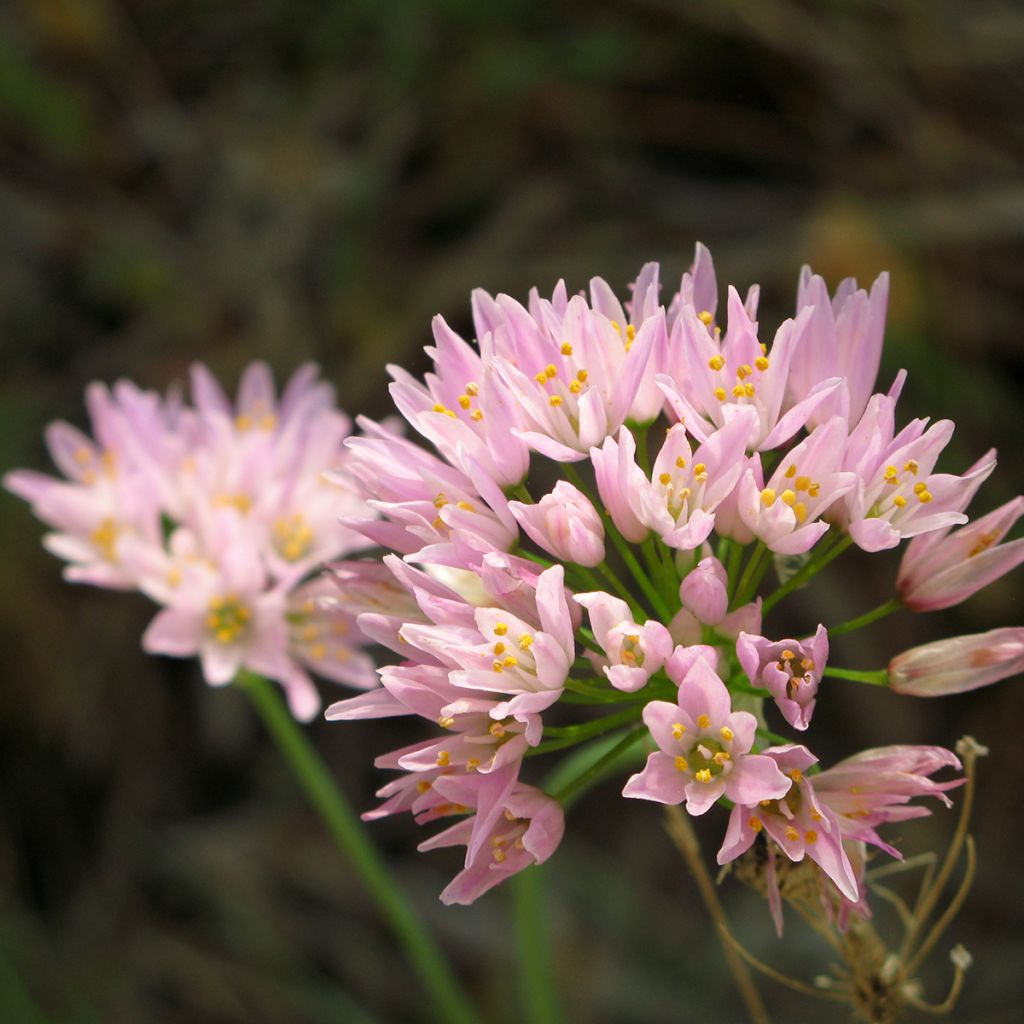 Allium rose