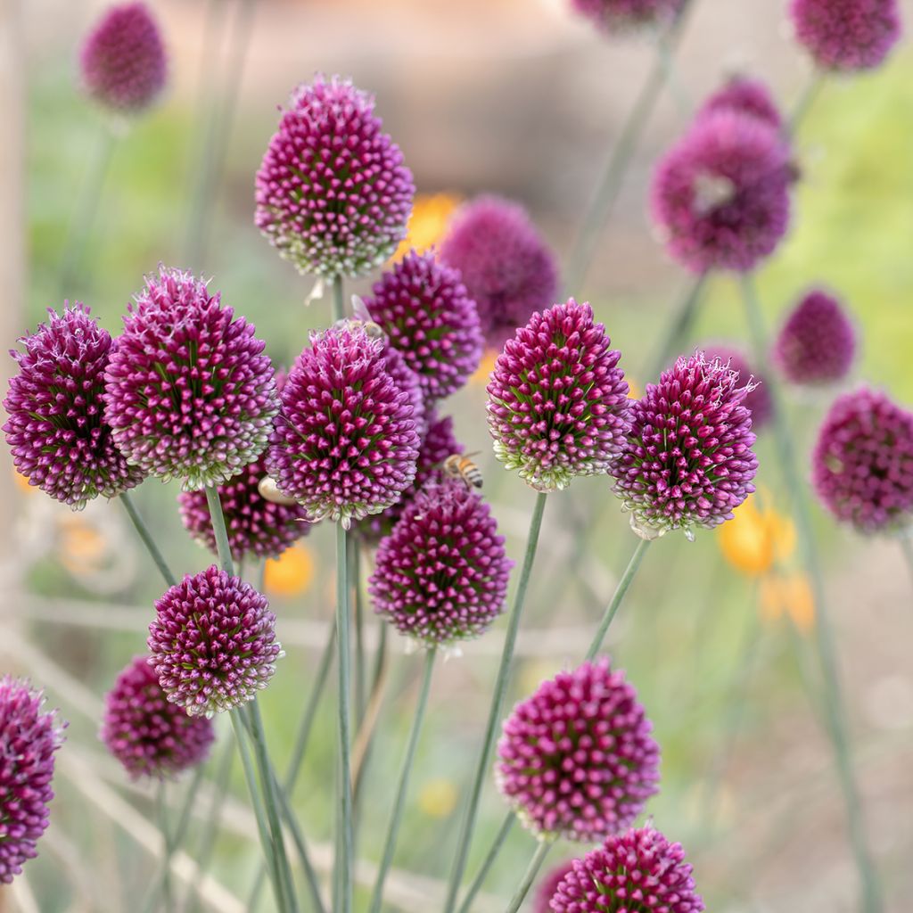 Allium à têtes rondes