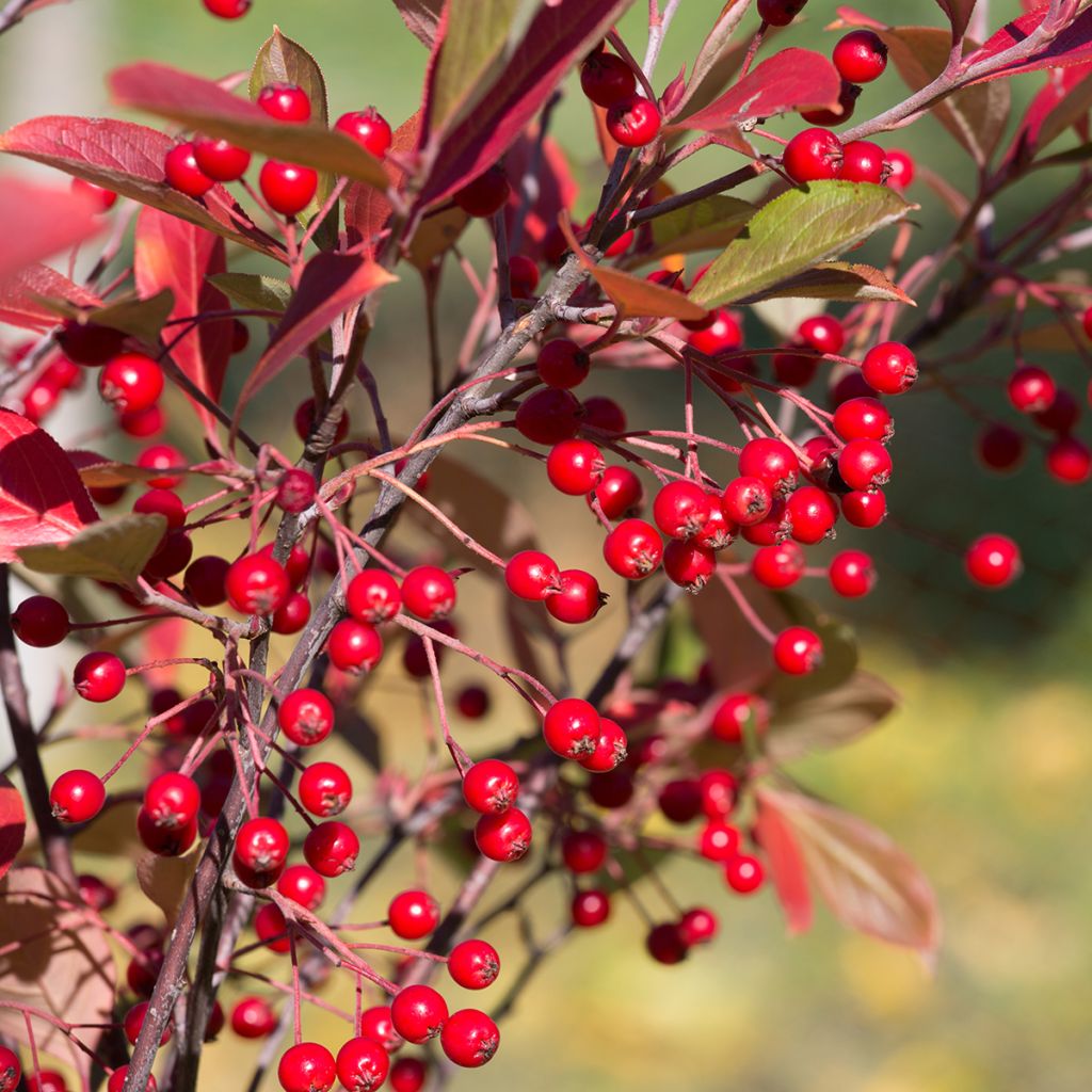 Aronia