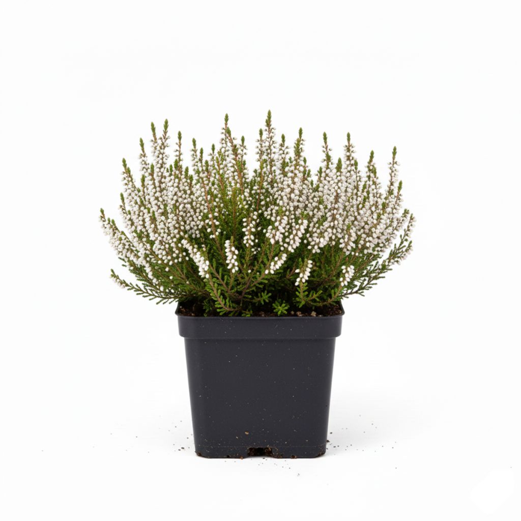 Bruyère des neiges blanche