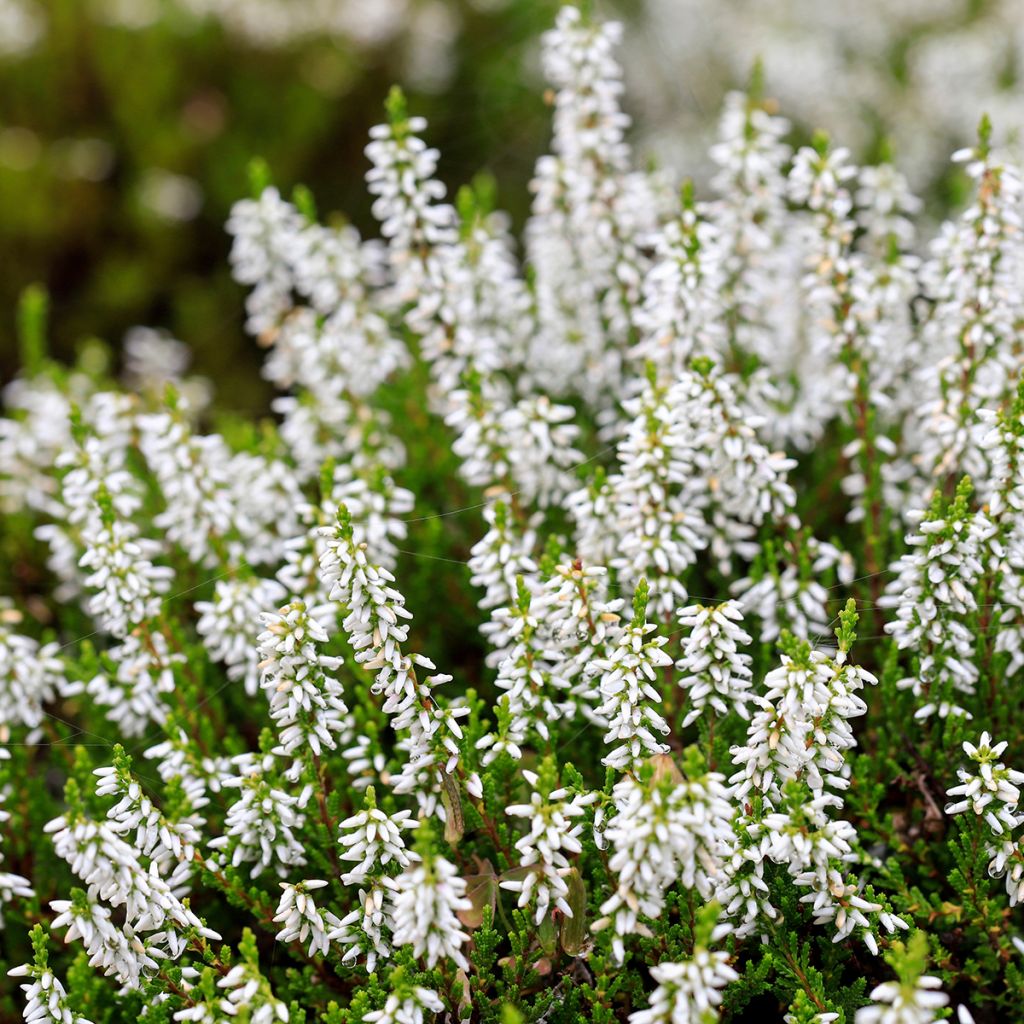 Bruyère d'été blanche