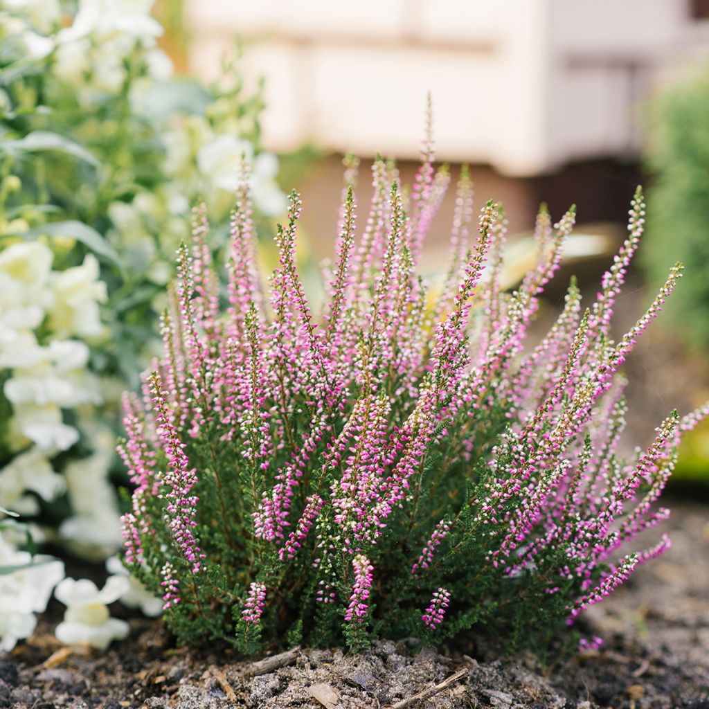 Bruyère d'été rose