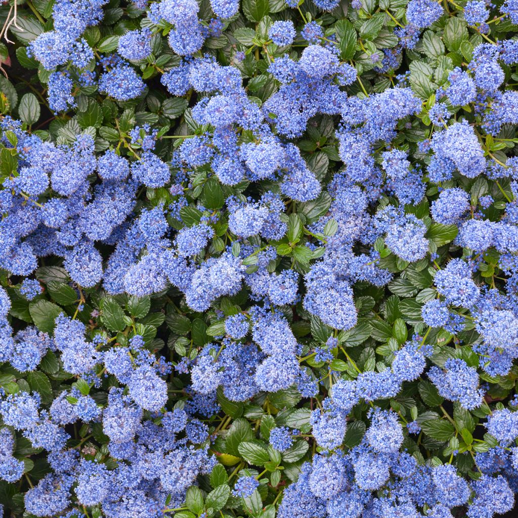 Lilas de Californie