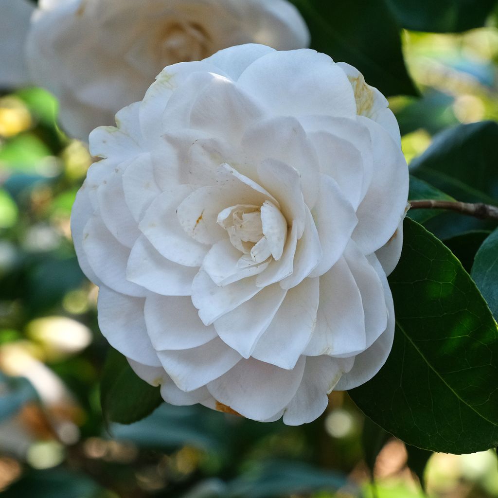 Camélia blanc
