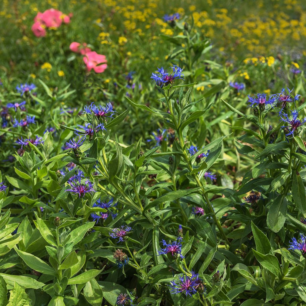 Centaurée bleue