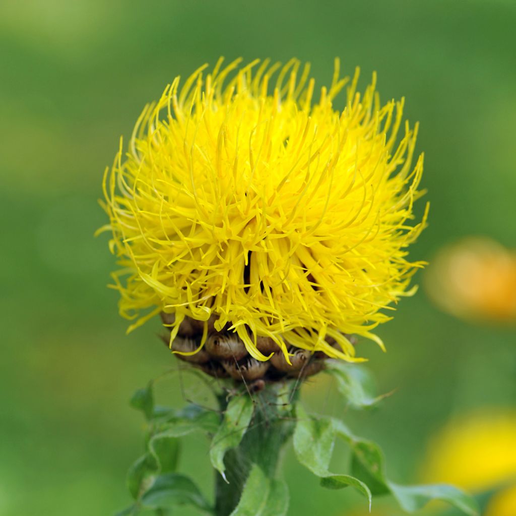 Centaurée jaune