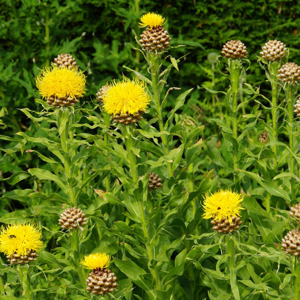 Centaurée jaune