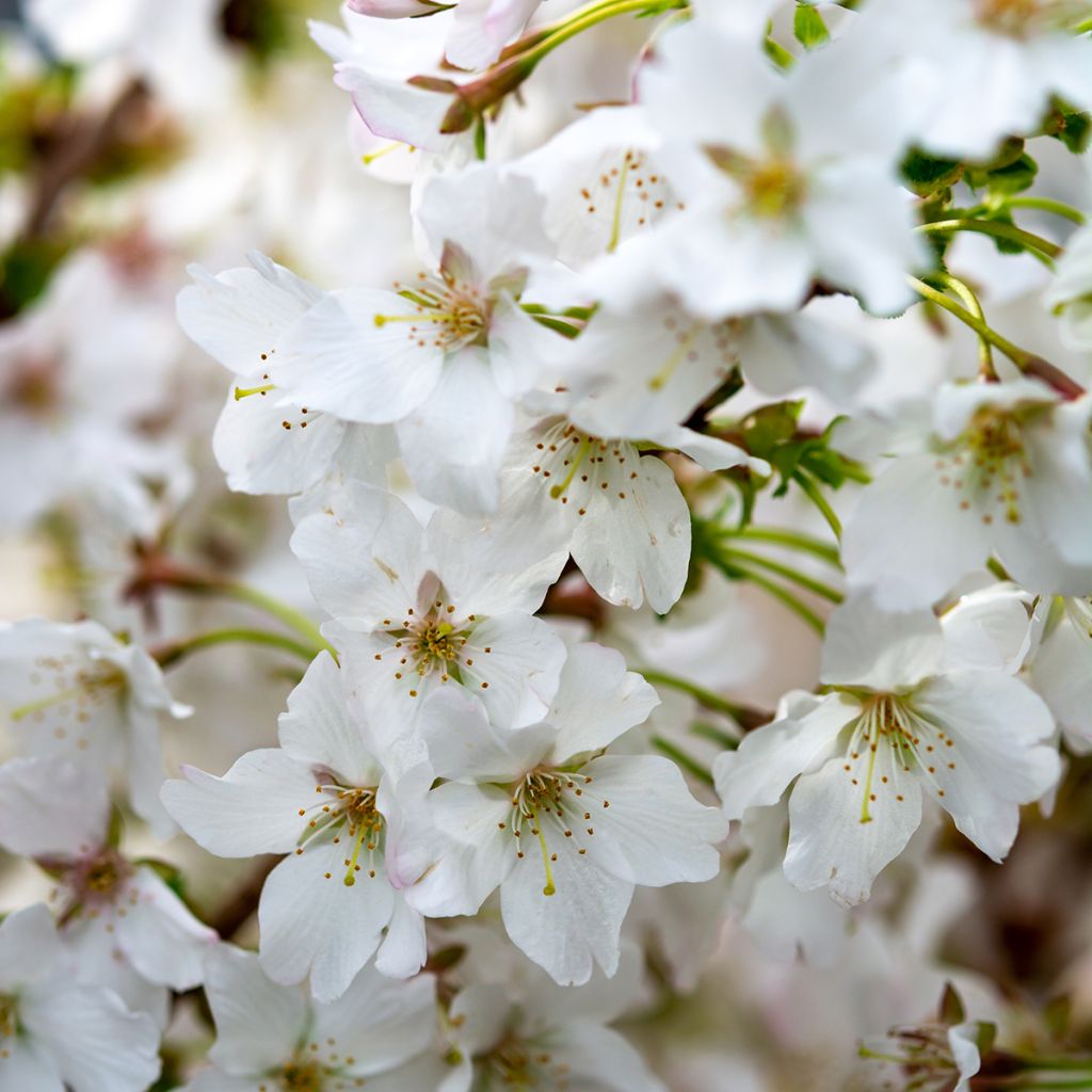 Cerisier à fleurs blanches