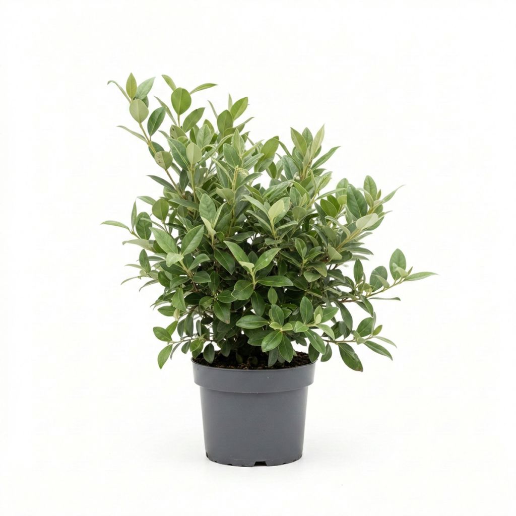 Chalef, Elaeagnus