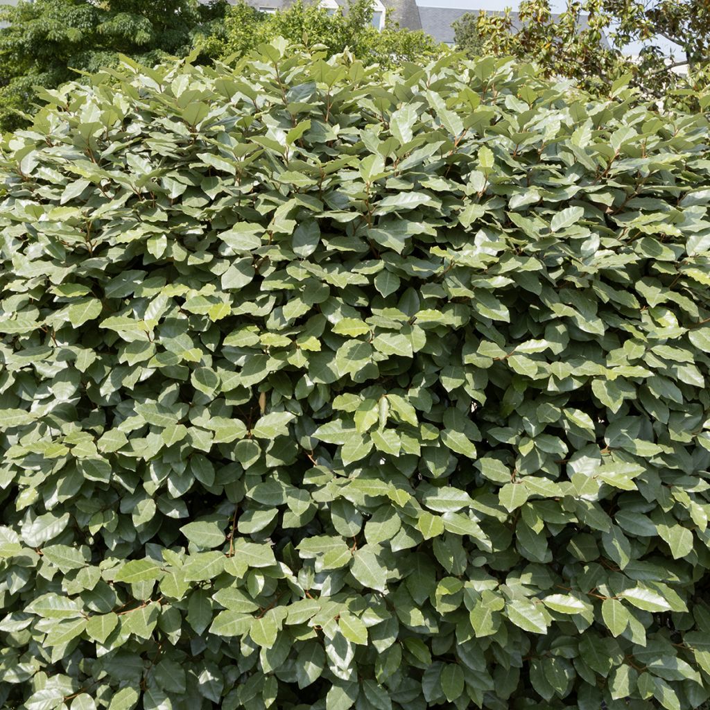 Chalef, Elaeagnus
