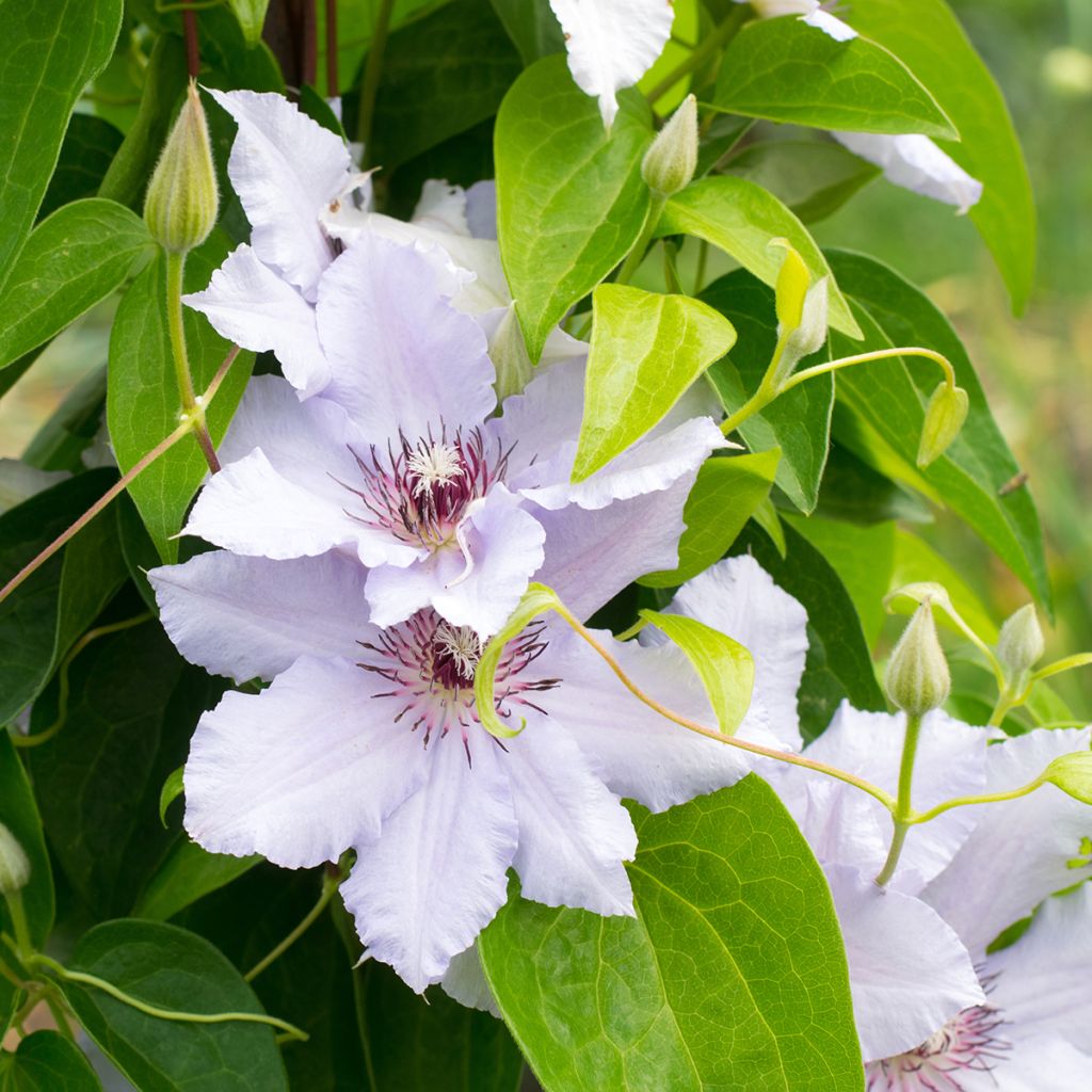 Clématite d’été blanche
