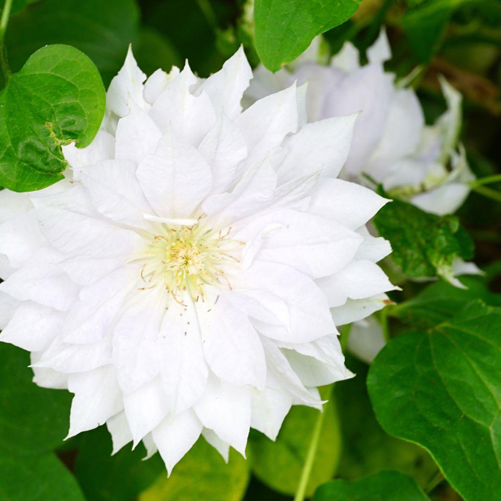 Clématite de printemps blanche à fleurs doubles