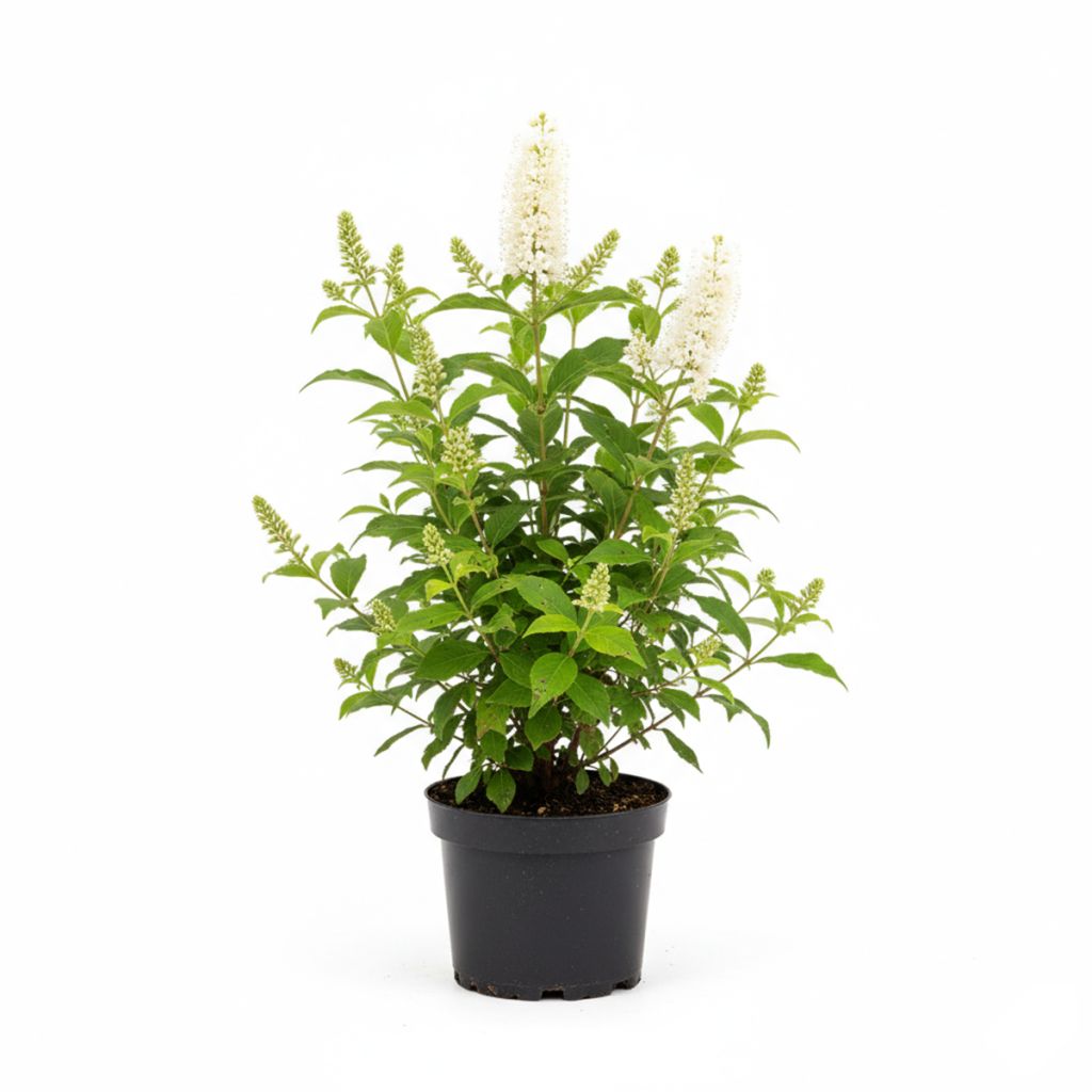 Clethra à feuilles d'aulne