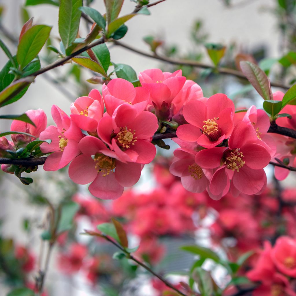 Cognassier du Japon rose