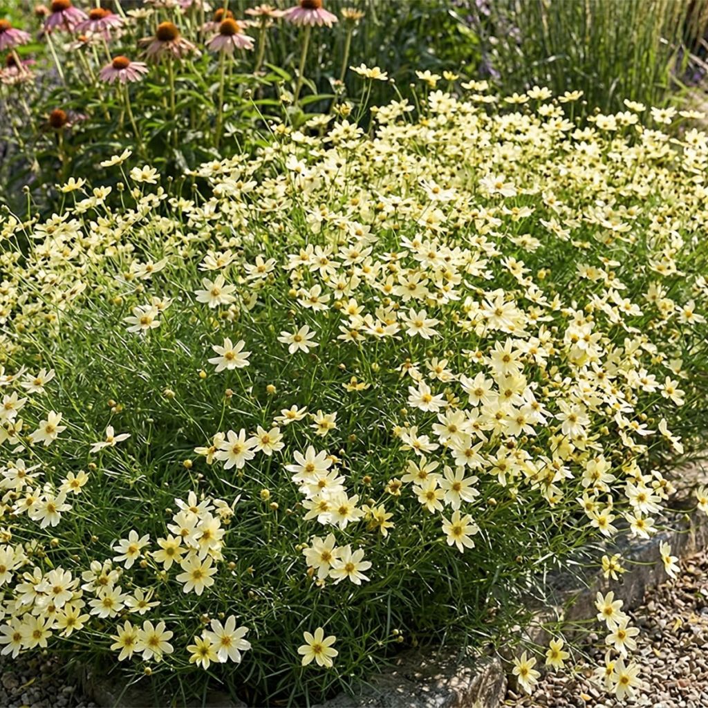 Coréopsis jaune