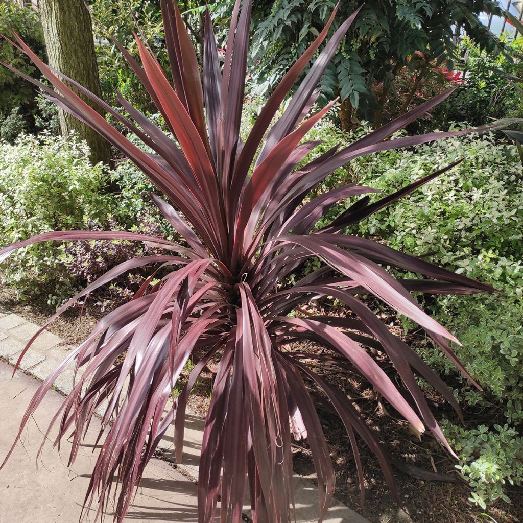 Cordyline pourpre
