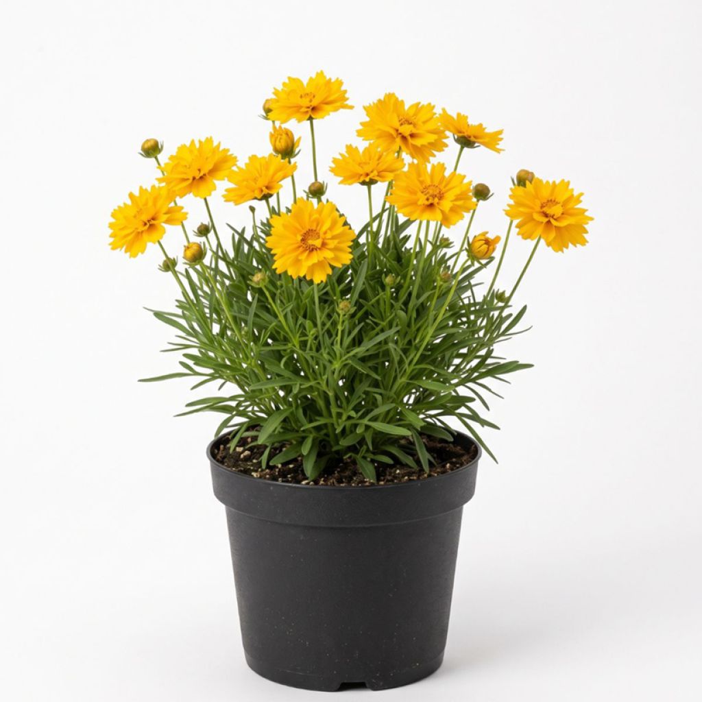 Coréopsis jaune