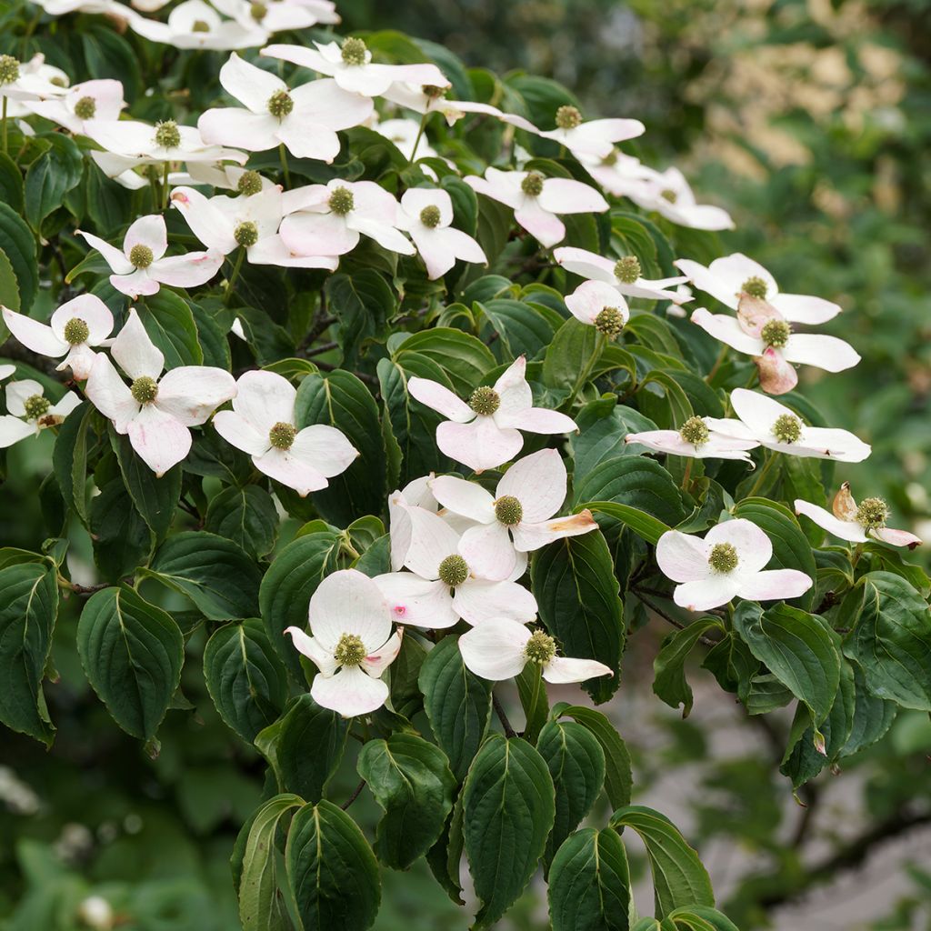 Cornouiller à fleurs de Chine