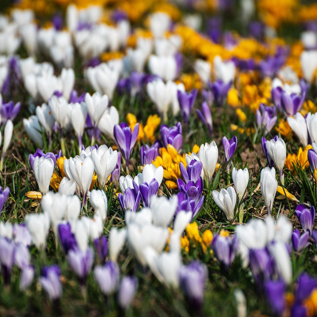 Crocus botanique en mélange