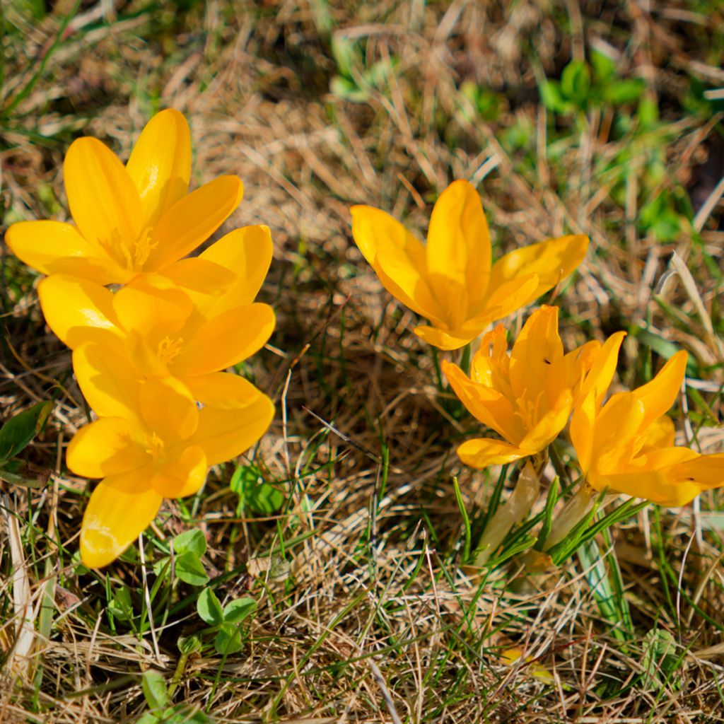 Crocus botanique jaune