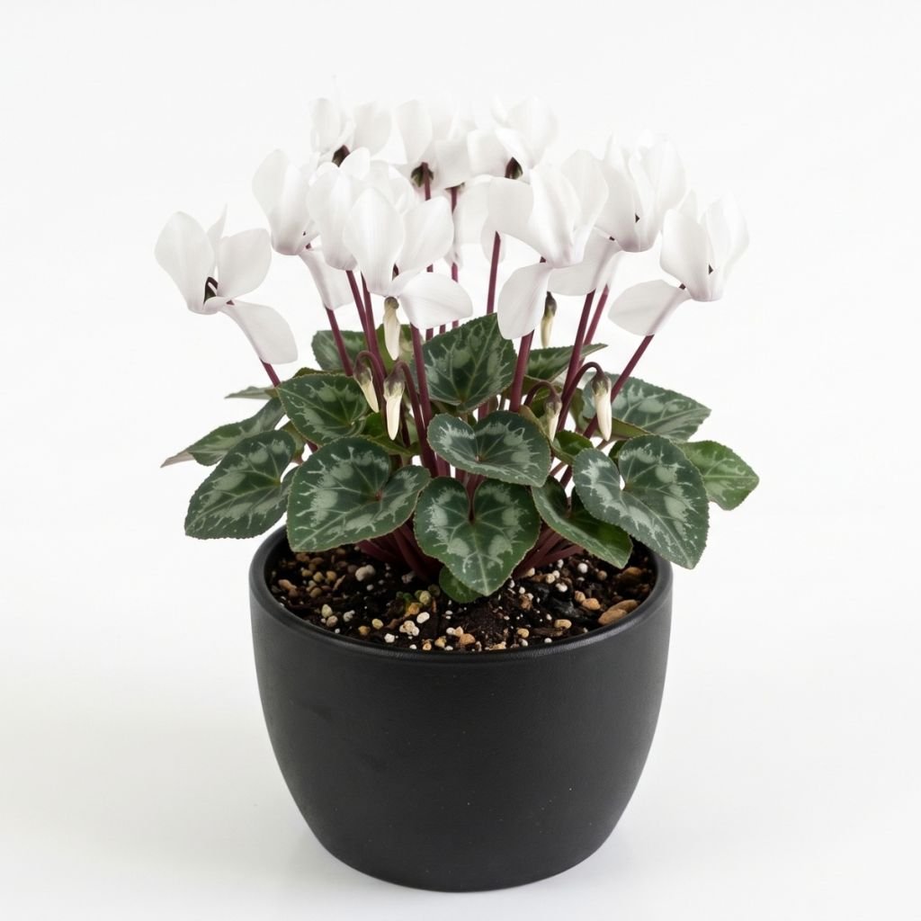 Cyclamen des fleuristes blanc