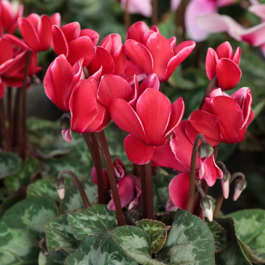 Cyclamen des fleuristes rouge