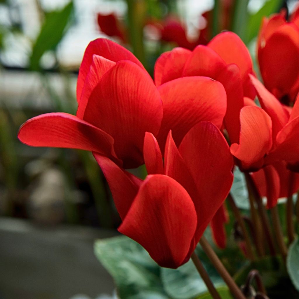 Cyclamen des fleuristes rouge