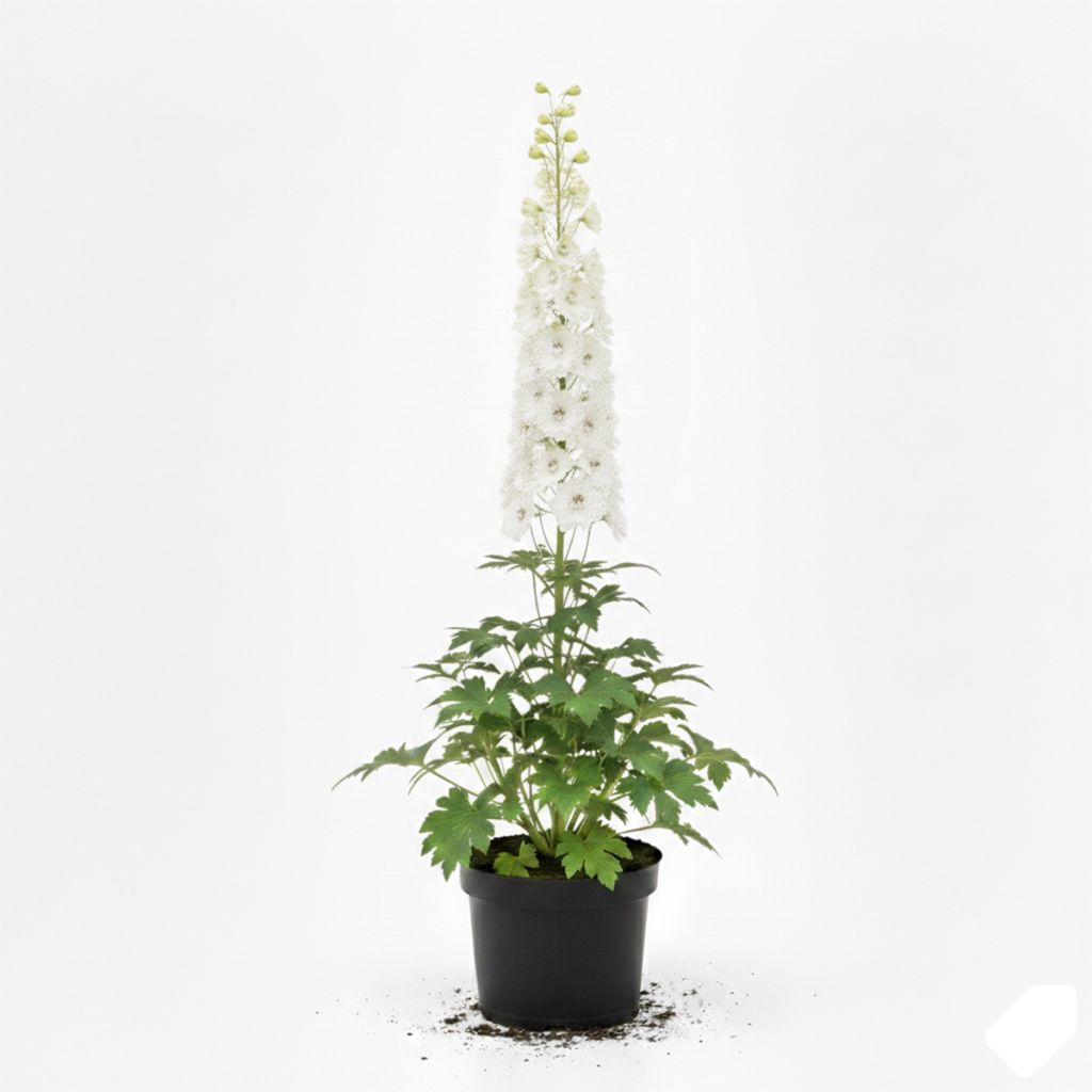 Delphinium blanc