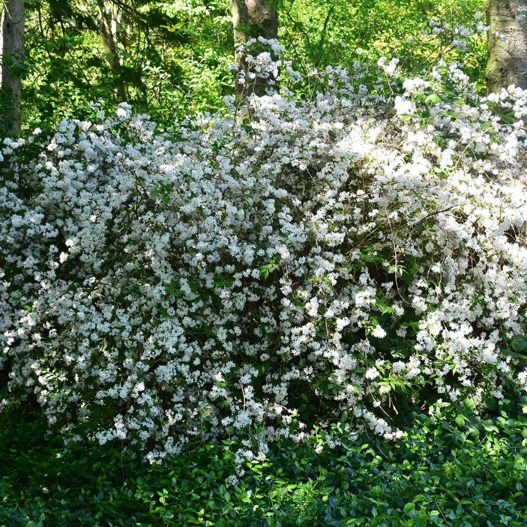 Deutzia blanc