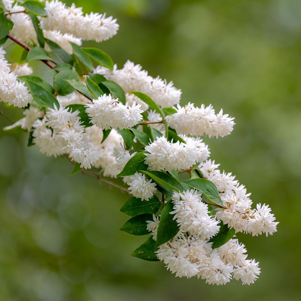Deutzia blanc rosé