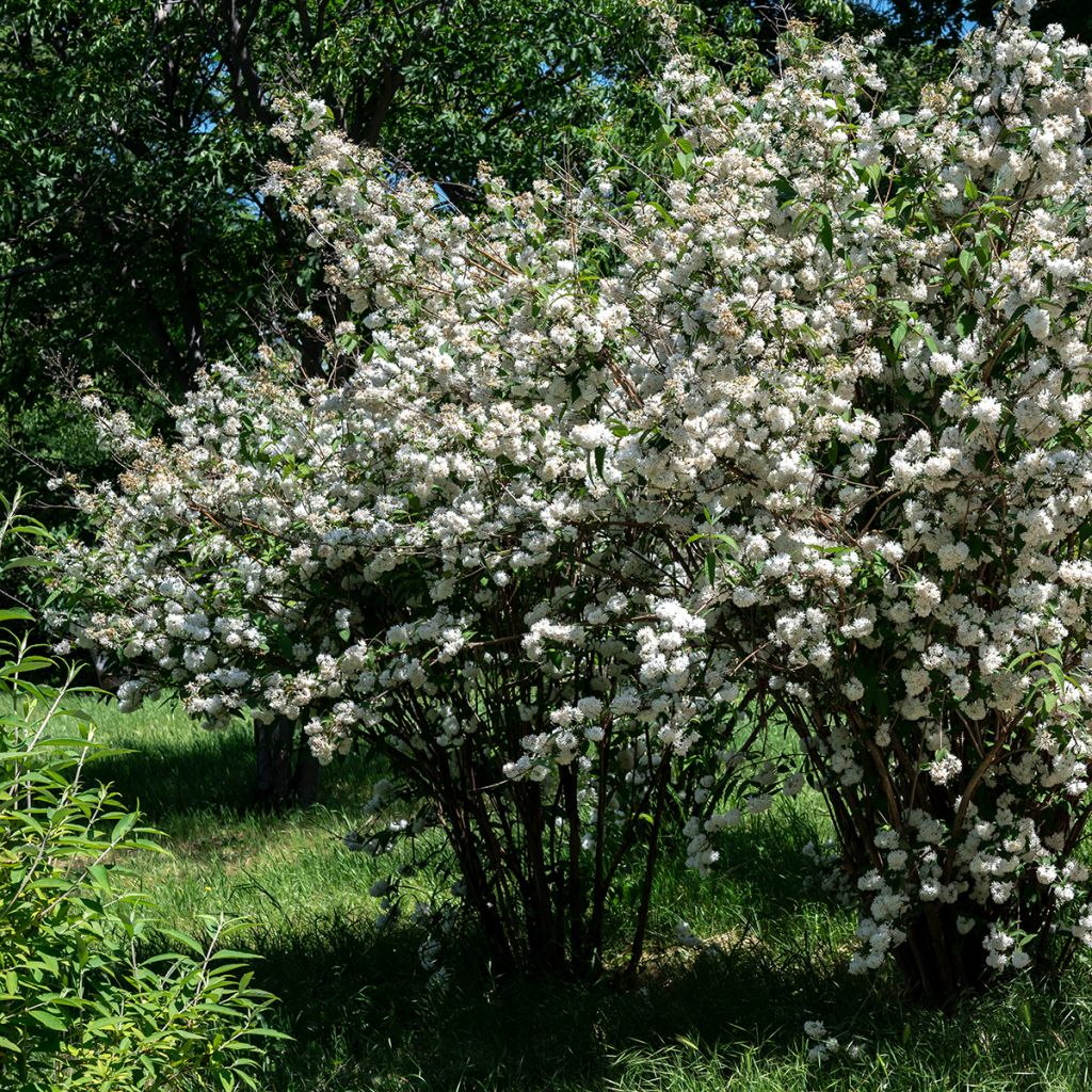 Deutzia blanc rosé