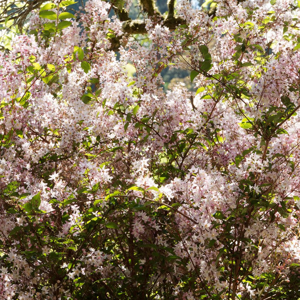Deutzia rose