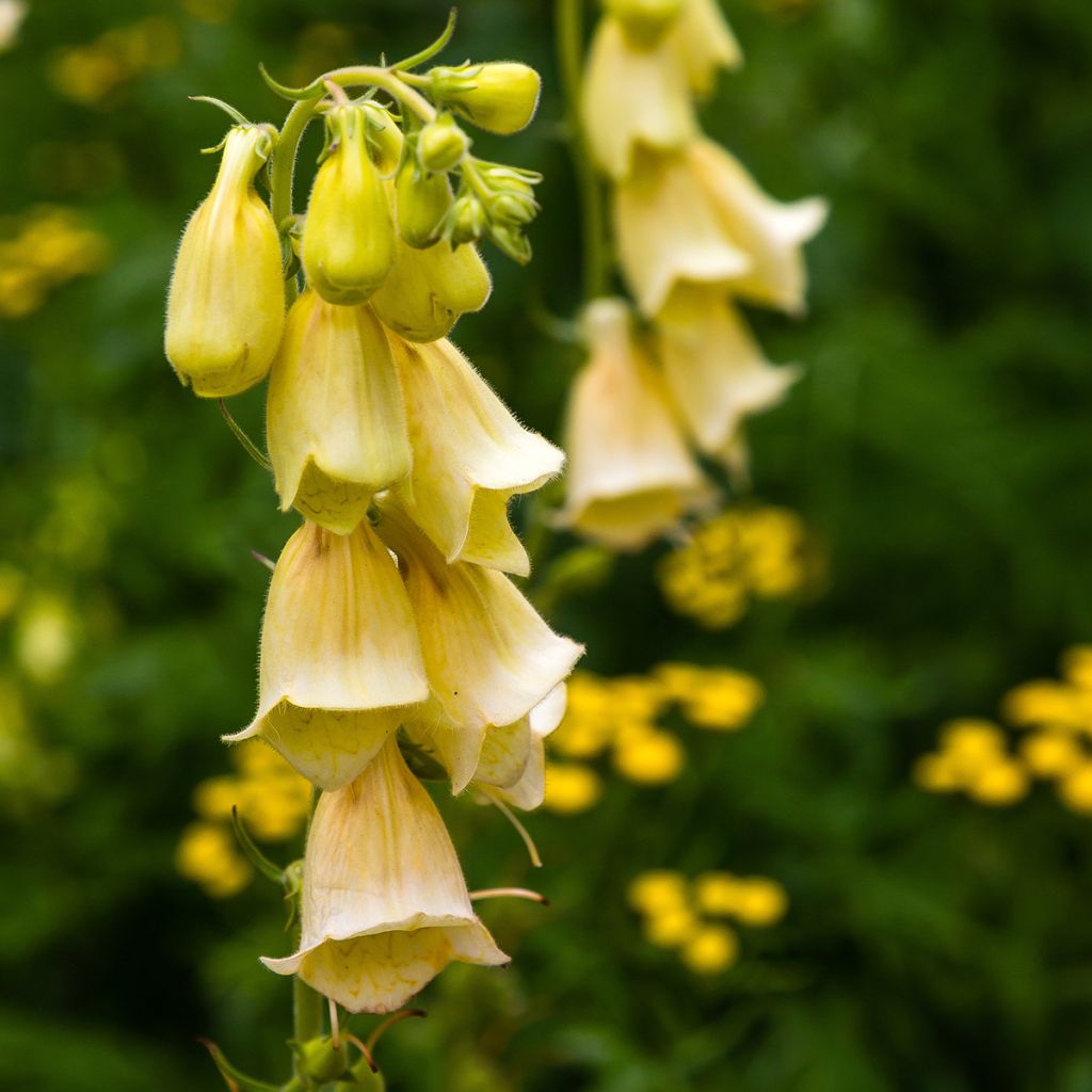 Digitale jaune à grandes fleurs