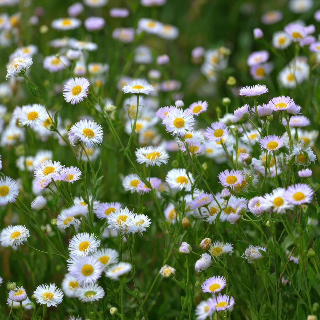 Erigeron blanc