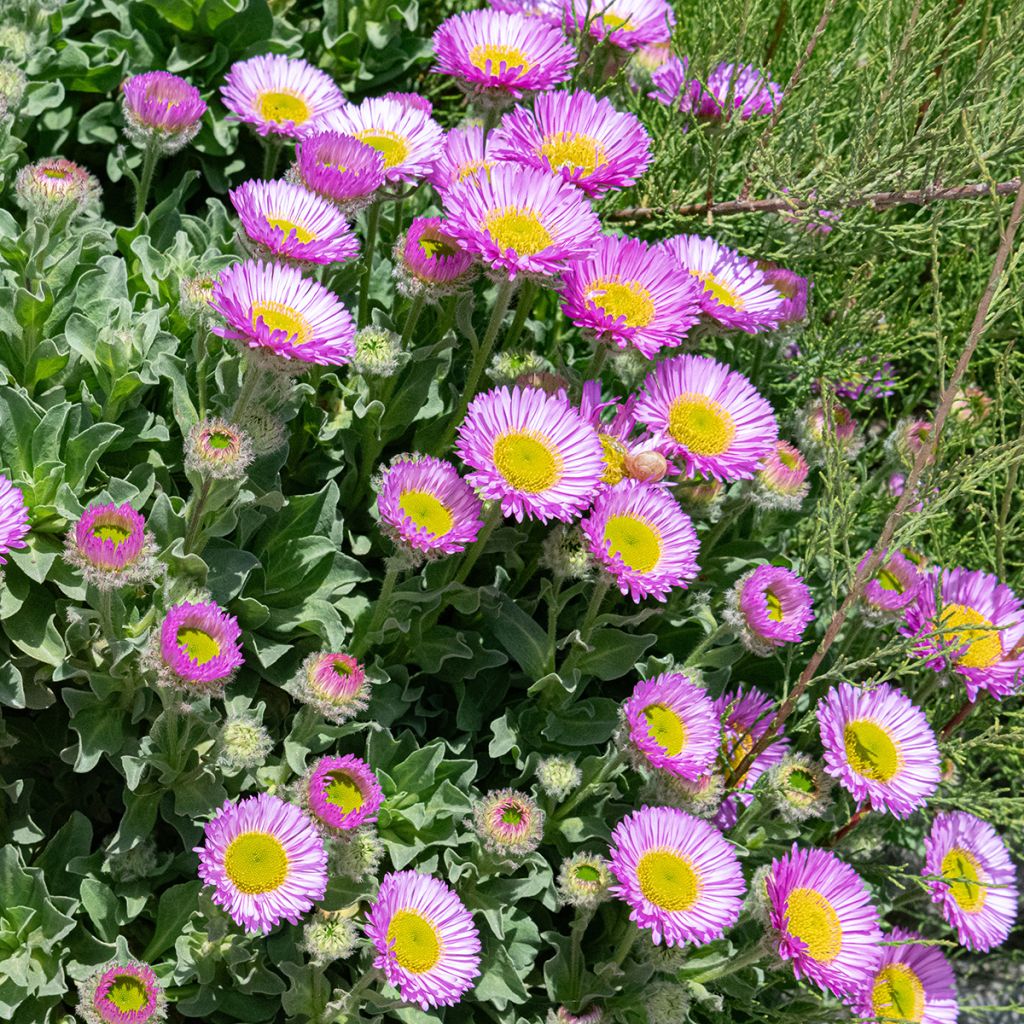 Erigeron rose