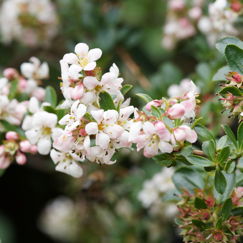 Escallonia rose