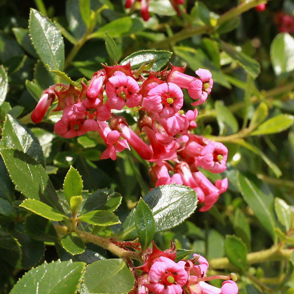 Escallonia compact rouge