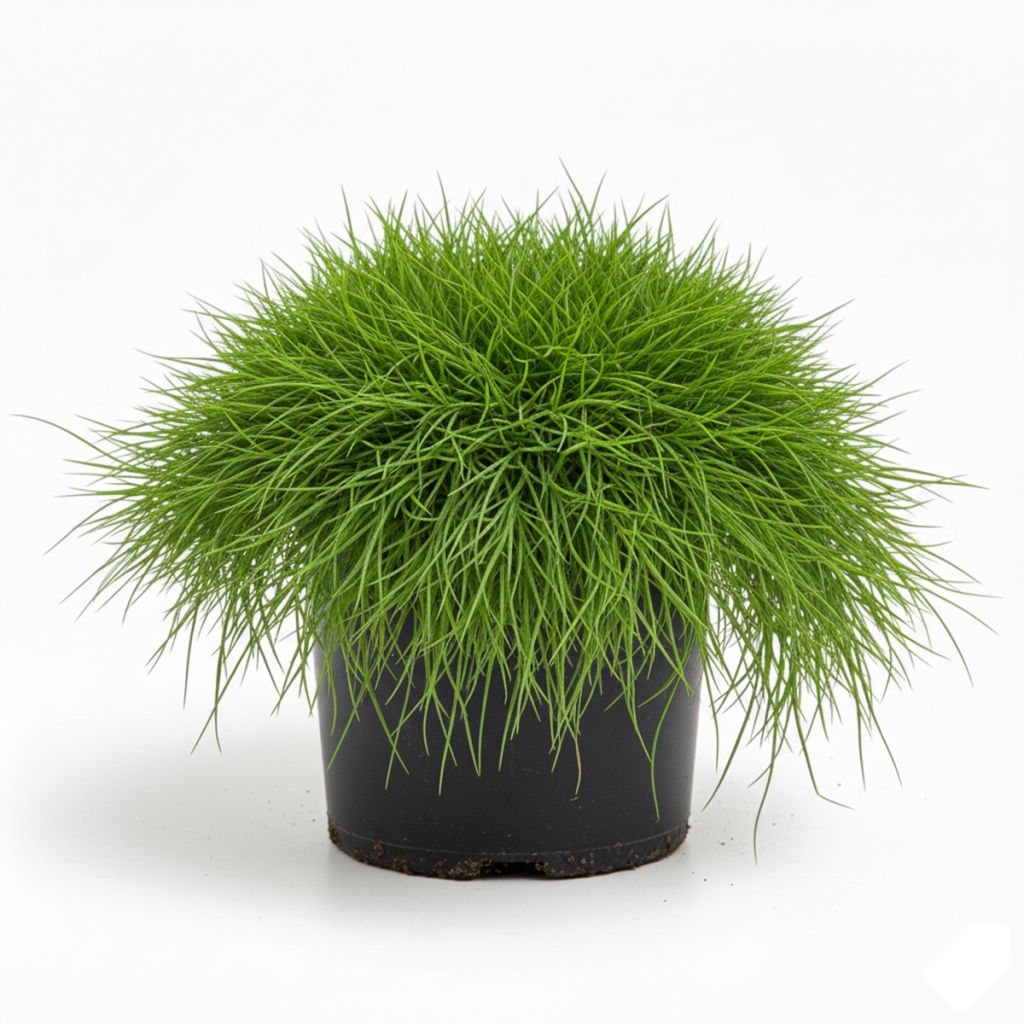 Fétuque verte
