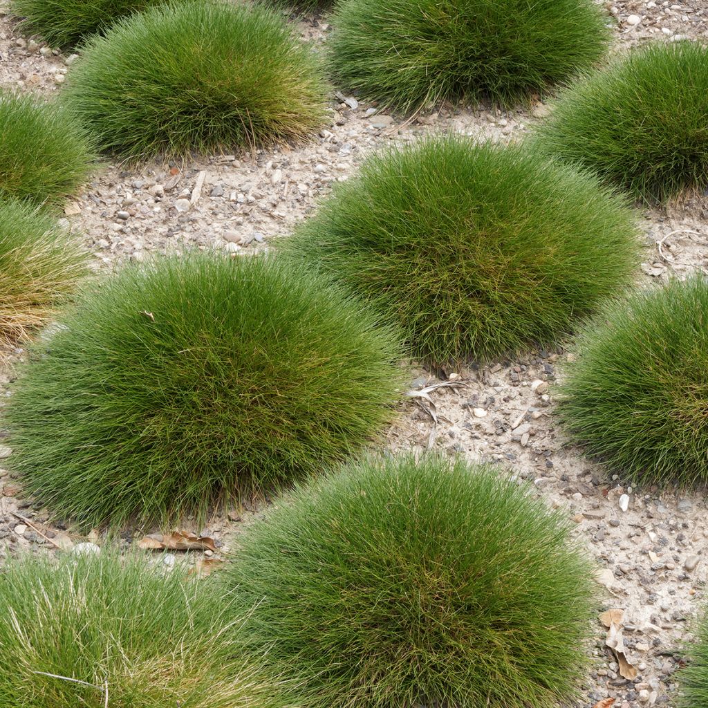 Fétuque verte