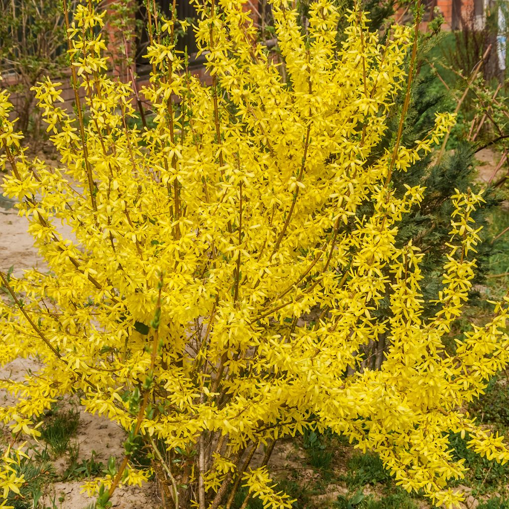Forsythia à grandes fleurs