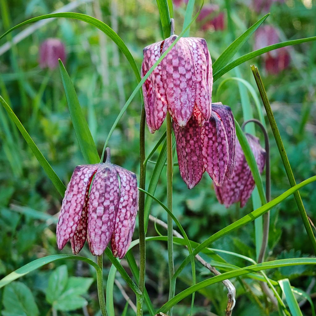 Fritillaire pintade