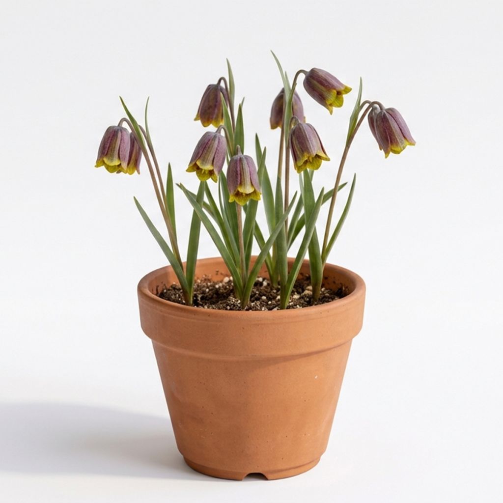Fritillaire pourpre brun