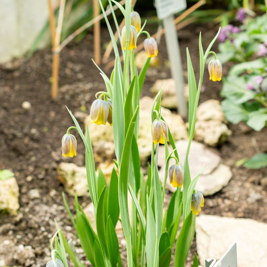 Fritillaire pourpre brun